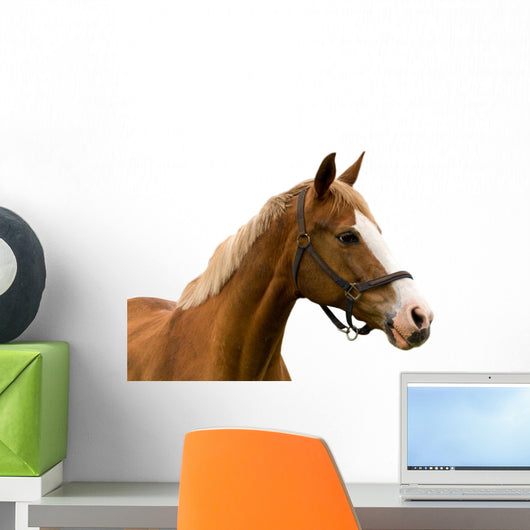 Horse White