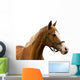 Horse White