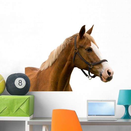 Horse White