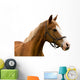 Horse White