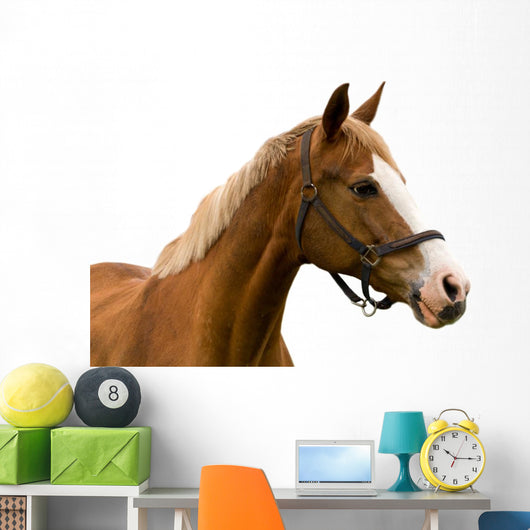 Horse White