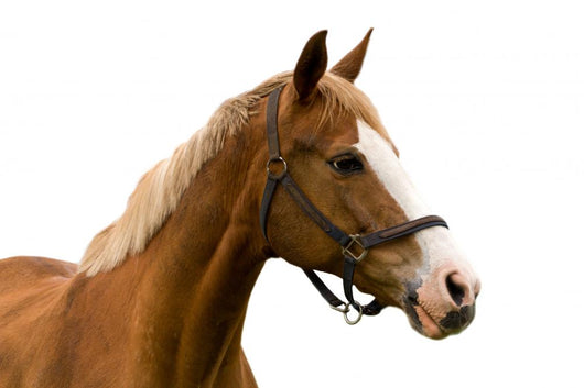 Horse White