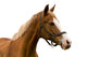 Horse White