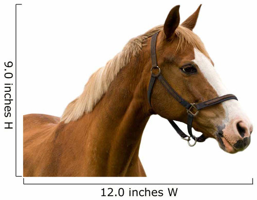 Horse White