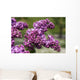 Lilac Wall Mural