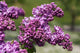 Lilac Wall Mural