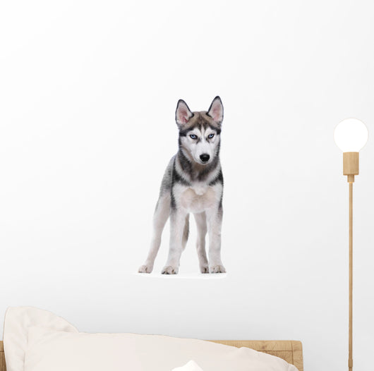 Siberian Husky White