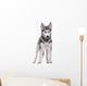 Siberian Husky White