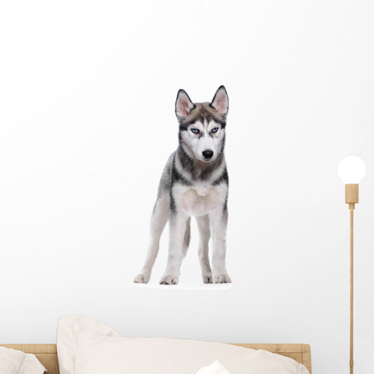Siberian Husky White