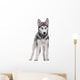 Siberian Husky White