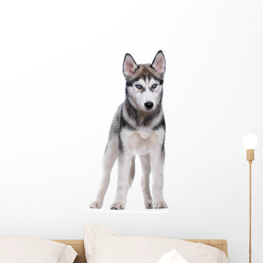 Siberian Husky White