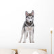 Siberian Husky White