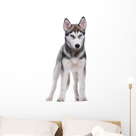 Siberian Husky White