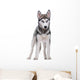Siberian Husky White