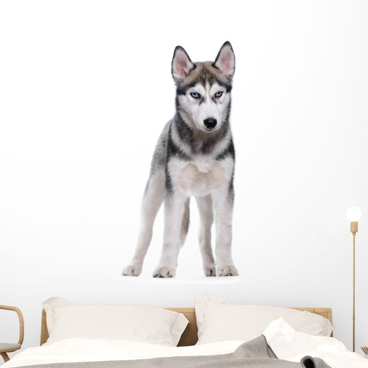 Siberian Husky White