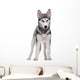 Siberian Husky White