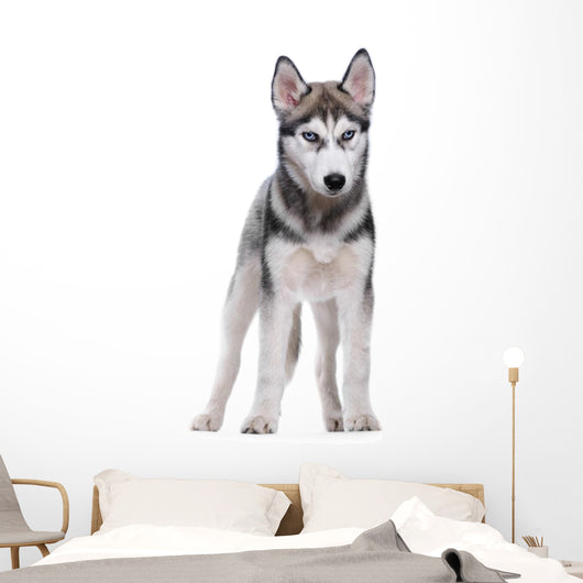 Siberian Husky White