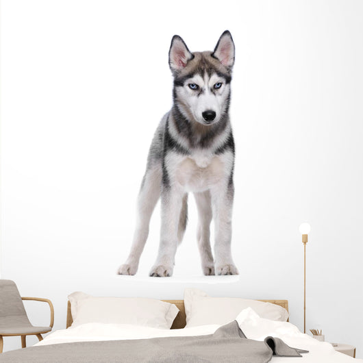 Siberian Husky White