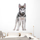Siberian Husky White