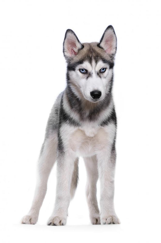 Siberian Husky White