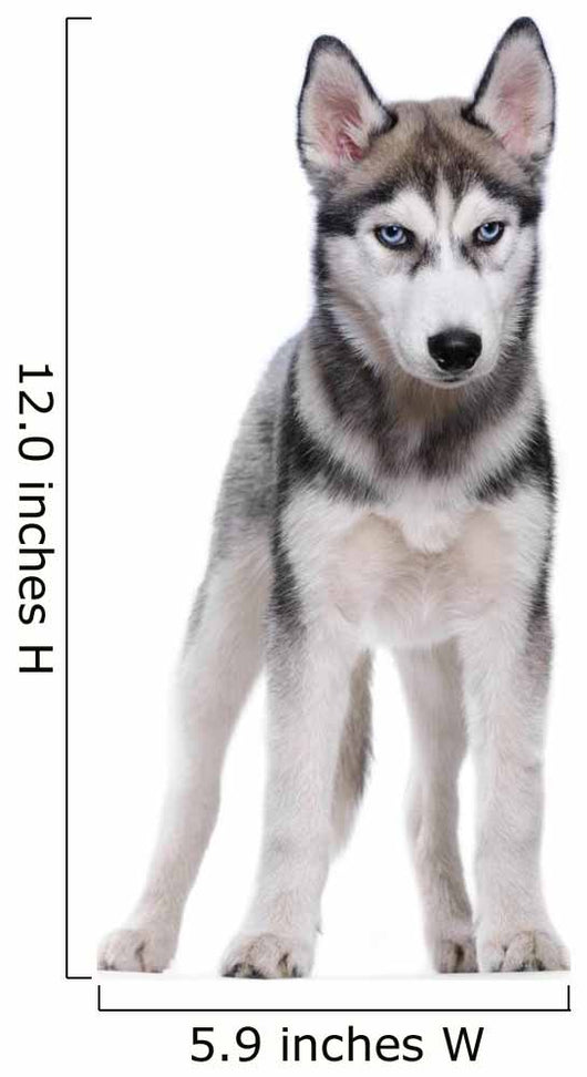 Siberian Husky White