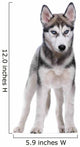 Siberian Husky White