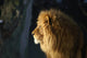 Lion Wall Mural