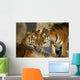 Nice Tigers Wall Mural