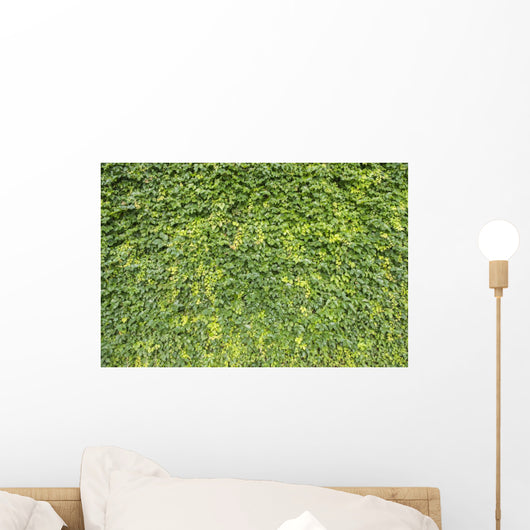 Ivy Leaves White Wall Mural