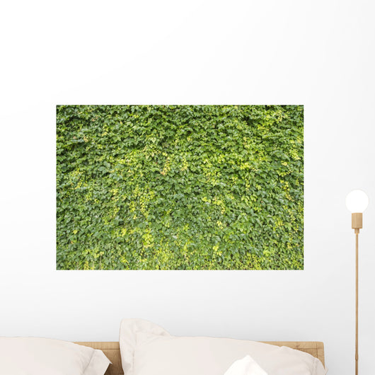 Ivy Leaves White Wall Mural