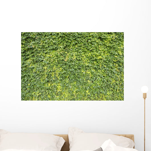 Ivy Leaves White Wall Mural
