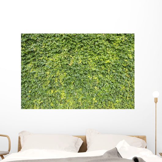 Ivy Leaves White Wall Mural