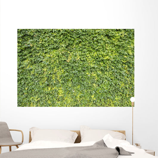 Ivy Leaves White Wall Mural