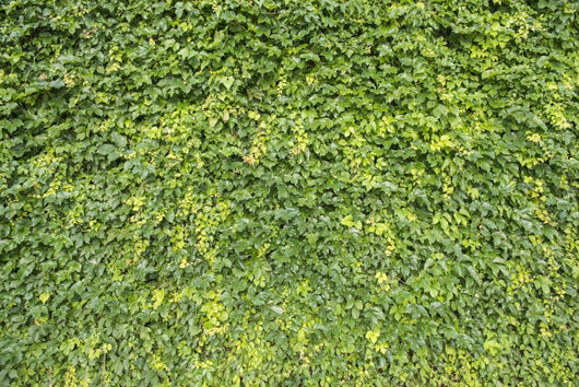 Ivy Leaves White Wall Mural