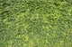 Ivy Leaves White Wall Mural