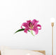 Pink Lily against White