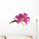 Pink Lily against White