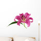 Pink Lily against White
