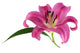 Pink Lily against White