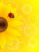 Sunflower and ladybird on yellow background. Wall Mural
