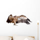 Vulture Griffon