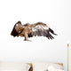 Vulture Griffon