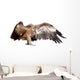 Vulture Griffon