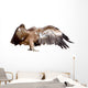 Vulture Griffon