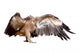 Vulture Griffon