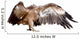 Vulture Griffon