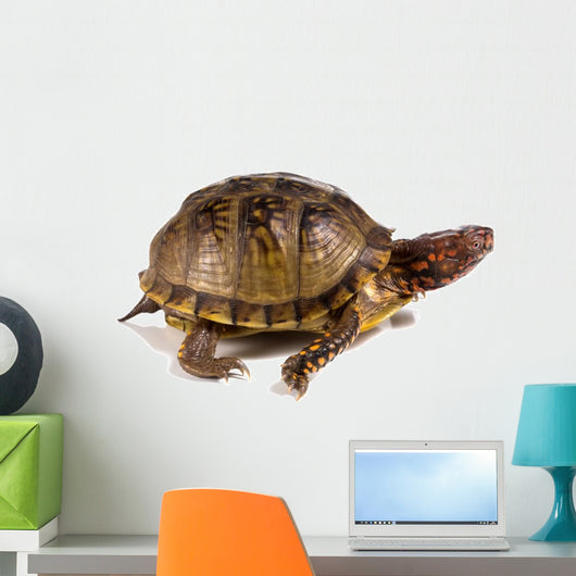 Three-toed Box Turtle Terrapene Wall Mural