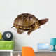 Three-toed Box Turtle Terrapene Wall Mural