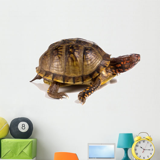 Three-toed Box Turtle Terrapene Wall Mural