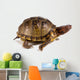 Three-toed Box Turtle Terrapene Wall Mural